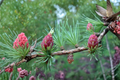 Tamarack American Larch Live Plant 12 Inch Tall – Larix laricina Quad Pot