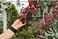 Harmony’s Ghost Whisperer Begonia - 2 Live Starter Plants (Begonia Hybrid)
