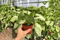 Anthurium Red Stem x Norte Live Plants — 4-Inch Pots (2-Pack)