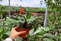 Dracaena fragrans ‘Tornado’ – 2 Exact Plant Starter Plants (4" Pot) – Indoor Tropical Foliage
