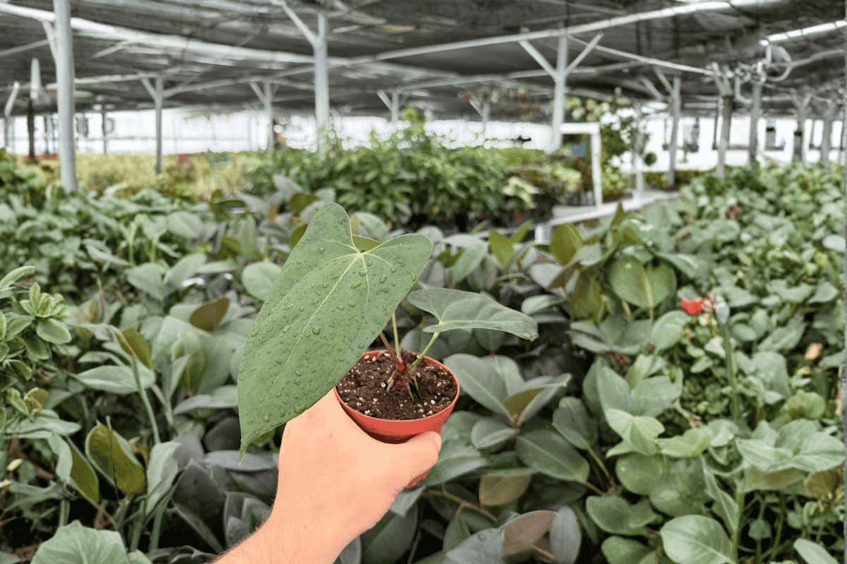 Anthurium Portillae x Papi - 2 Live Plants in 4-Inch Pots (Exact Plants)