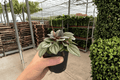 Peperomia San Marino Live Plants - 2 in 4-Inch Pots