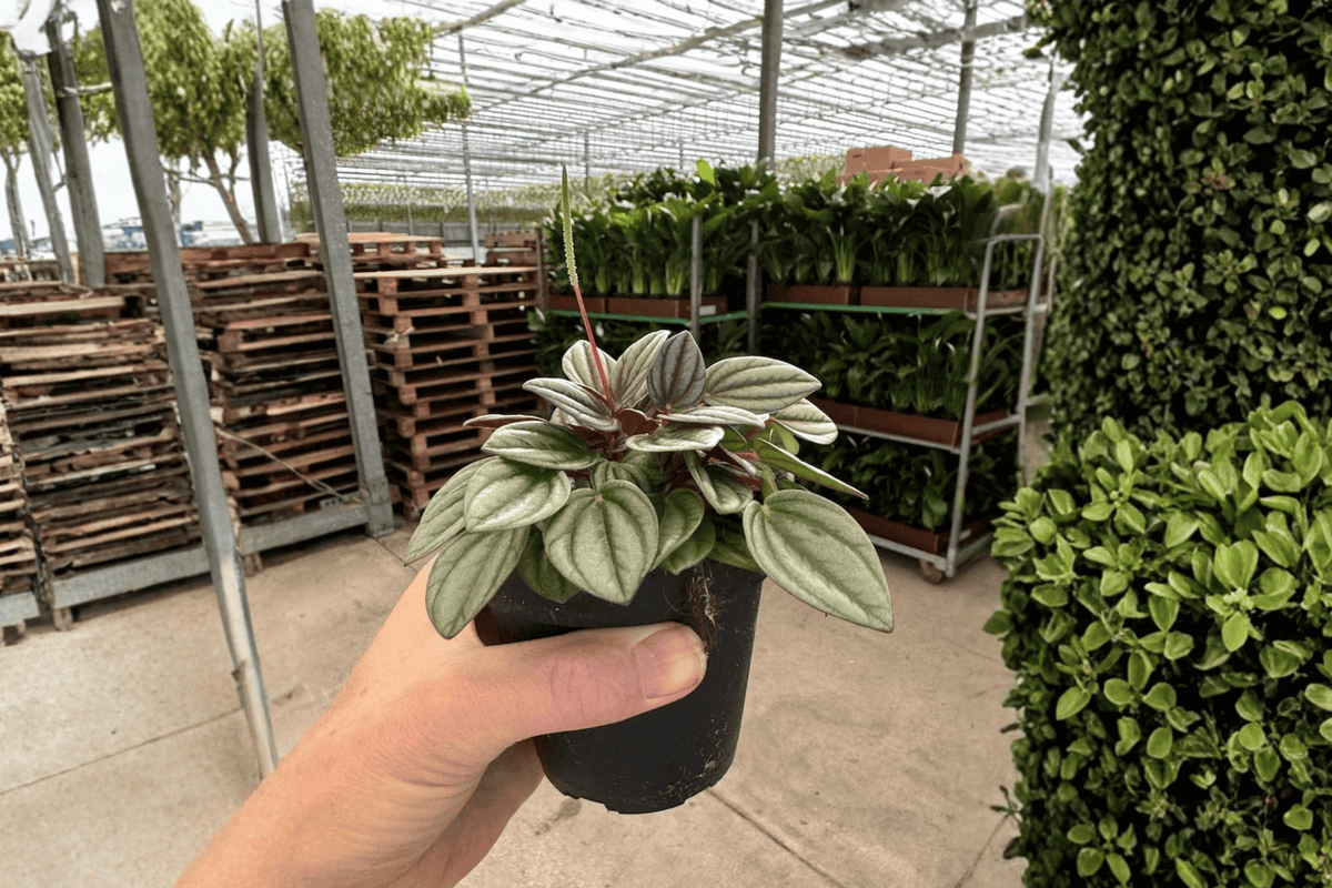 Peperomia San Marino Live Plants - 2 in 4-Inch Pots