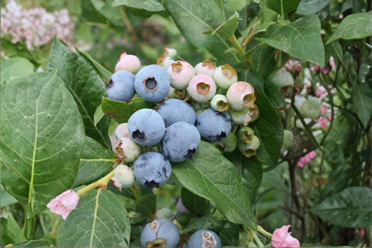 Razz Blueberry - Live 1 Gallon Pot Fruiting Shrub