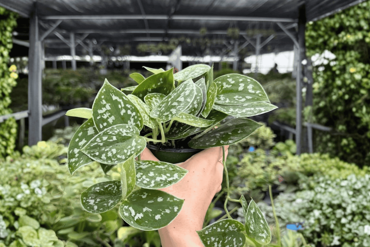 Scindapsus Silvery Ann - 2 Exact Live Plants in 4-Inch Pots