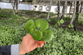 Farfugium gigantea Giant Leopard Plant Starter Plants - 2-Pack Bare Root