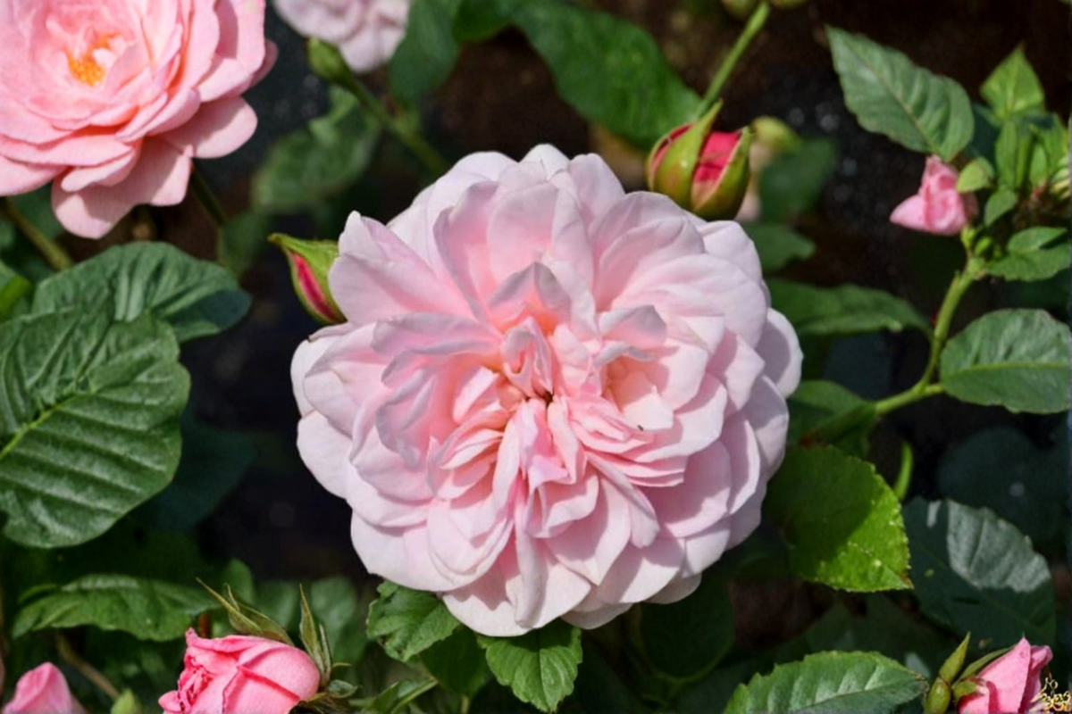 English Baby Pink Rose Seeds – 20 seeds, Ornamental Flowering Shrub