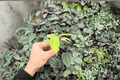 Philodendron Snowdrift Starter Plants (2) in Plugs | Exact Plants Pictured