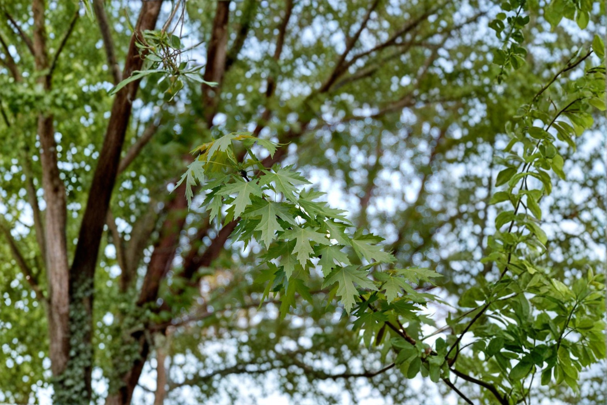 Silver Maple Tree Live Plant - Acer saccharinum, 1 Gallon Pot, ~18" Tall