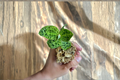 Ludisia V. Nigrenscens Jewel Orchid Starter Plant — Rooted Jewel Orchid in Sphagnum