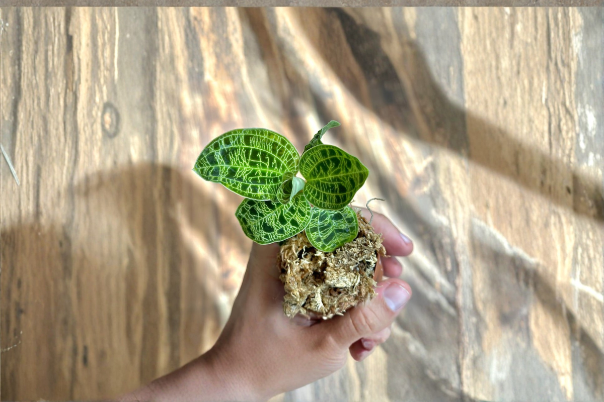 Ludisia V. Nigrenscens Jewel Orchid Starter Plant — Rooted Jewel Orchid in Sphagnum