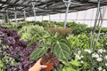 Anthurium Dorayaki x Papi – 2 Live Plants in 4