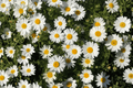 Argyranthemum Grandaisy Improved White Marguerite Daisy | 1 Live Plant, 4-Inch Pot