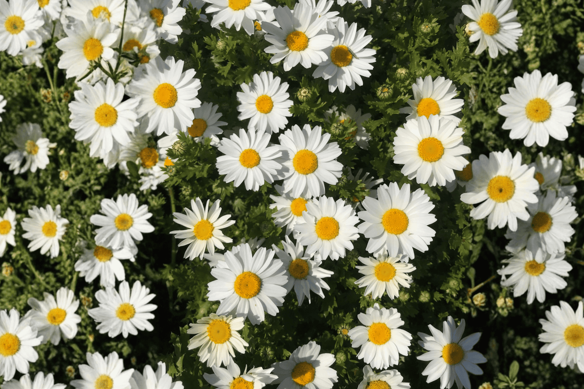 Argyranthemum Grandaisy Improved White Marguerite Daisy | 1 Live Plant, 4-Inch Pot