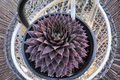 Sempervivum 'Ruby' Hens and Chicks - 1 Live Plant in 4-Inch Pot (SuperSemps Ruby)