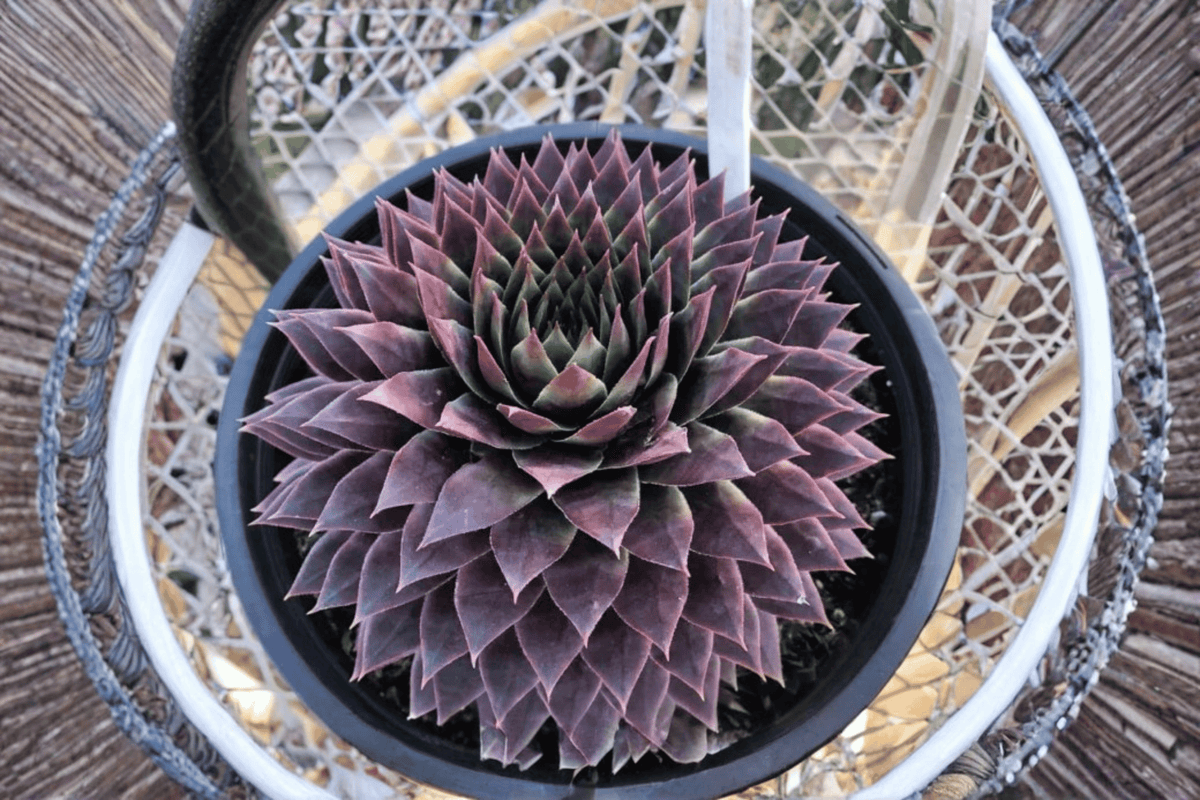 Sempervivum 'Ruby' Hens and Chicks - 1 Live Plant in 4-Inch Pot (SuperSemps Ruby)