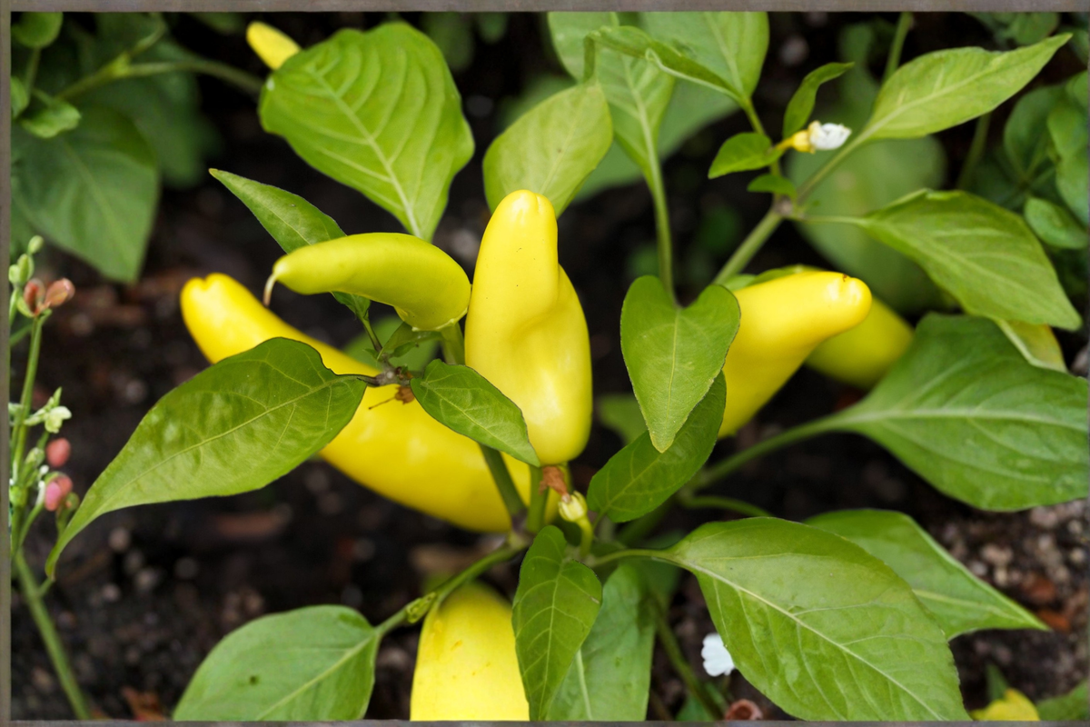 Hungarian Wax Banana Pepper Live Plant - Rooted Starter, Capsicum annuum
