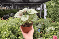 Begonia Harmony’s Peace - 2 Live 4-Inch Pots | Begonia Harmony’s Peace