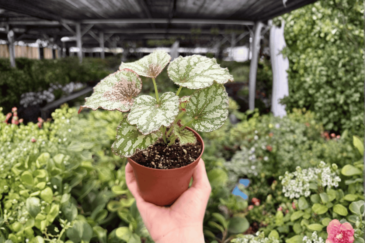 Begonia Harmony’s Peace - 2 Live 4-Inch Pots | Begonia Harmony’s Peace