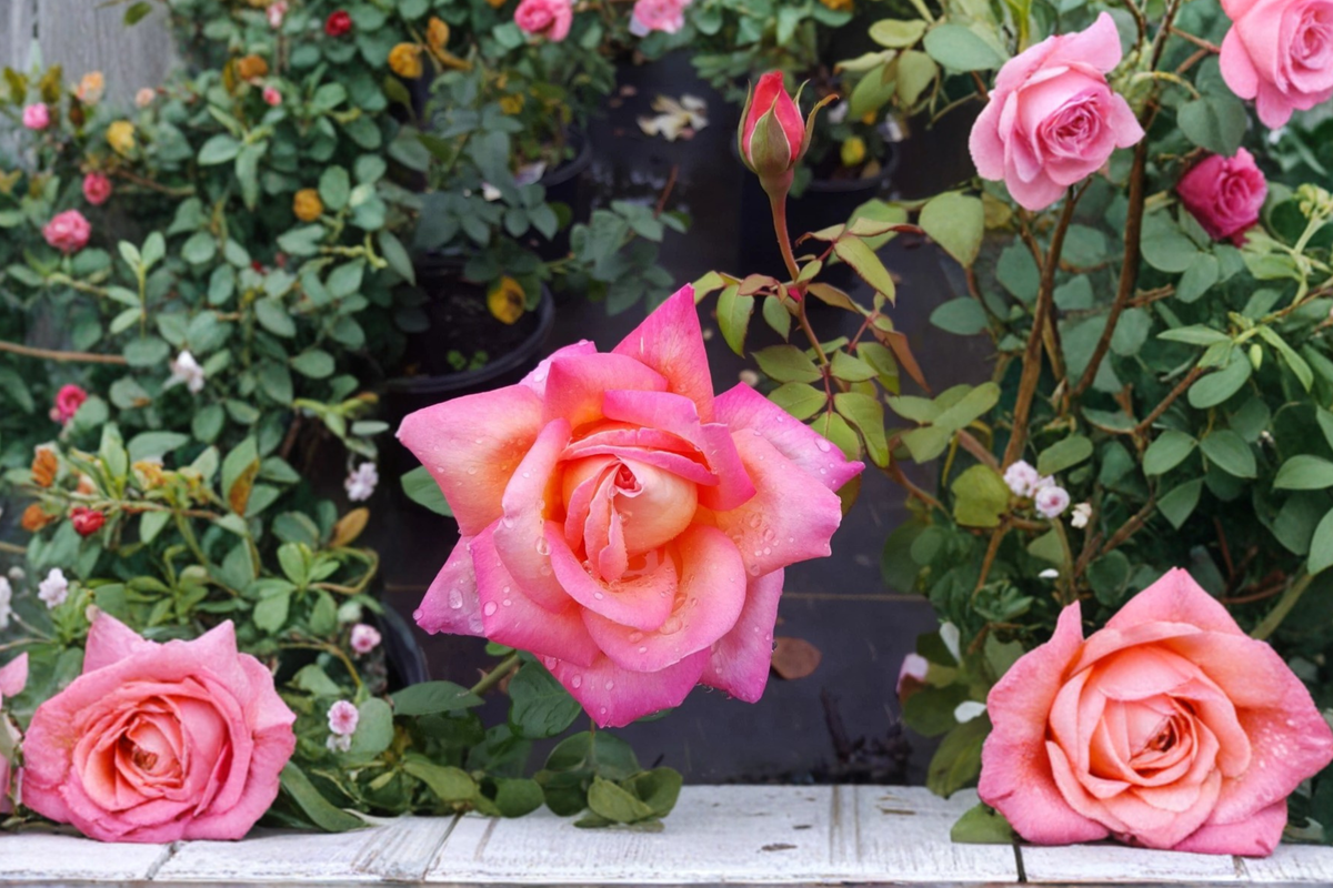 Chicago Peace Hybrid Tea Rose - 1 Gal Live Plant Pink Yellow Blooming Shrub