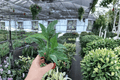 Variegated Peace Lily Domino Starter Plants (2) - Bare Root