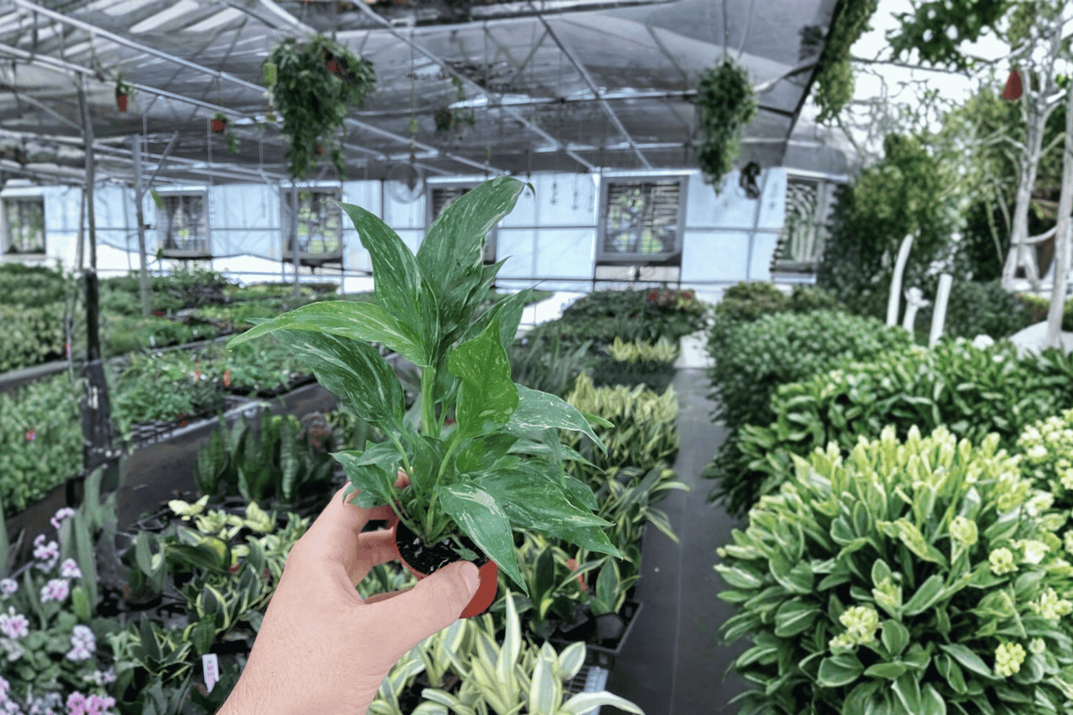 Variegated Peace Lily Domino Starter Plants (2) - Bare Root