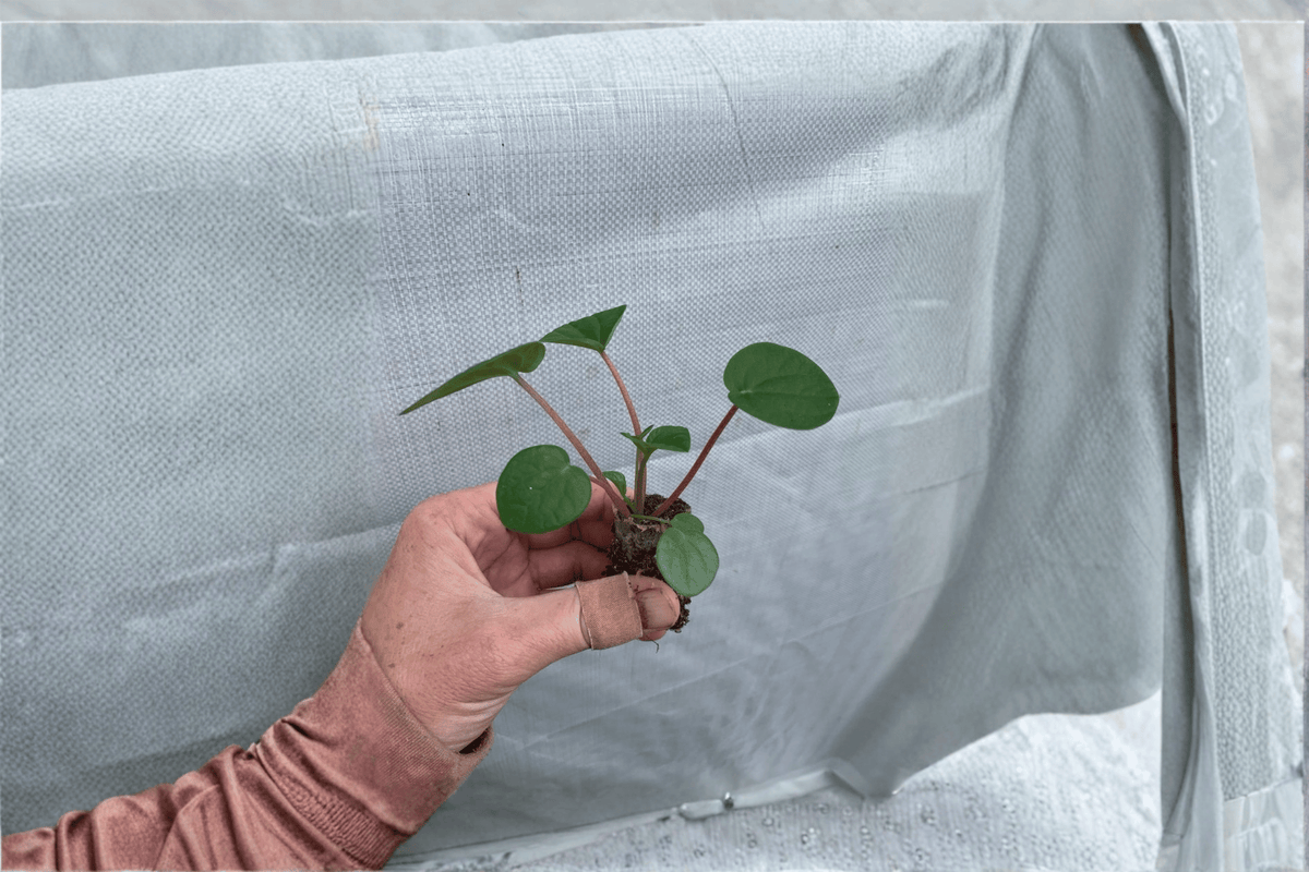 Peperomia Rana Verde Albovittata ‘Rana Verde’ Starter Plants – 2 Live Plants, Bare Root