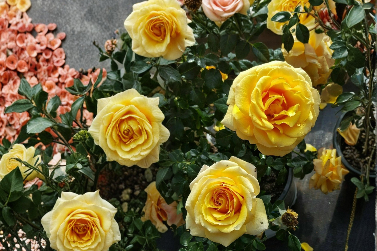 St. Tropez Floribunda Rose Bush - 3 Gal Live Plant, Orange Flowering Shrub