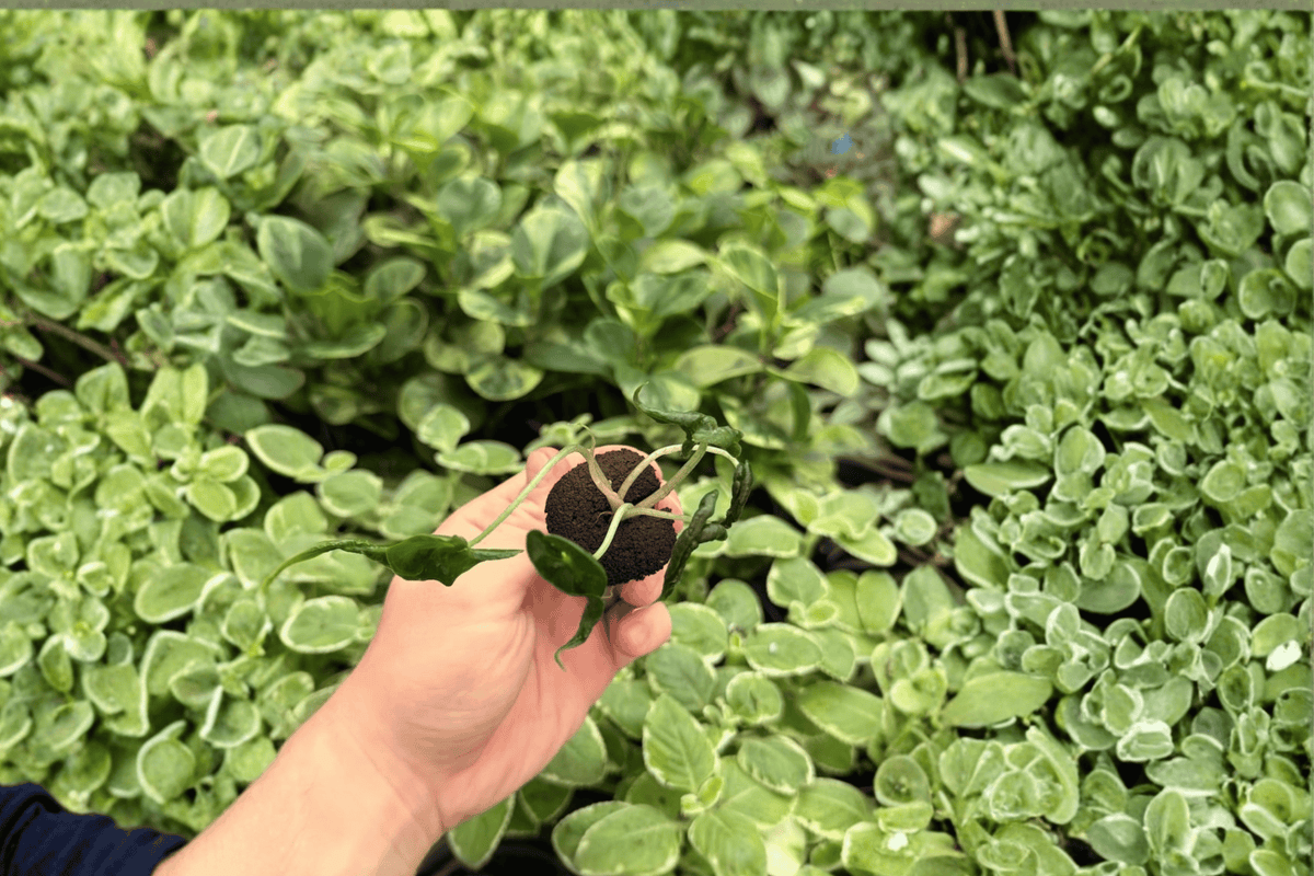 Alocasia Loco Live Starter Plants (2) - Exact Plants Pictured, 2-Inch Nursery Pot
