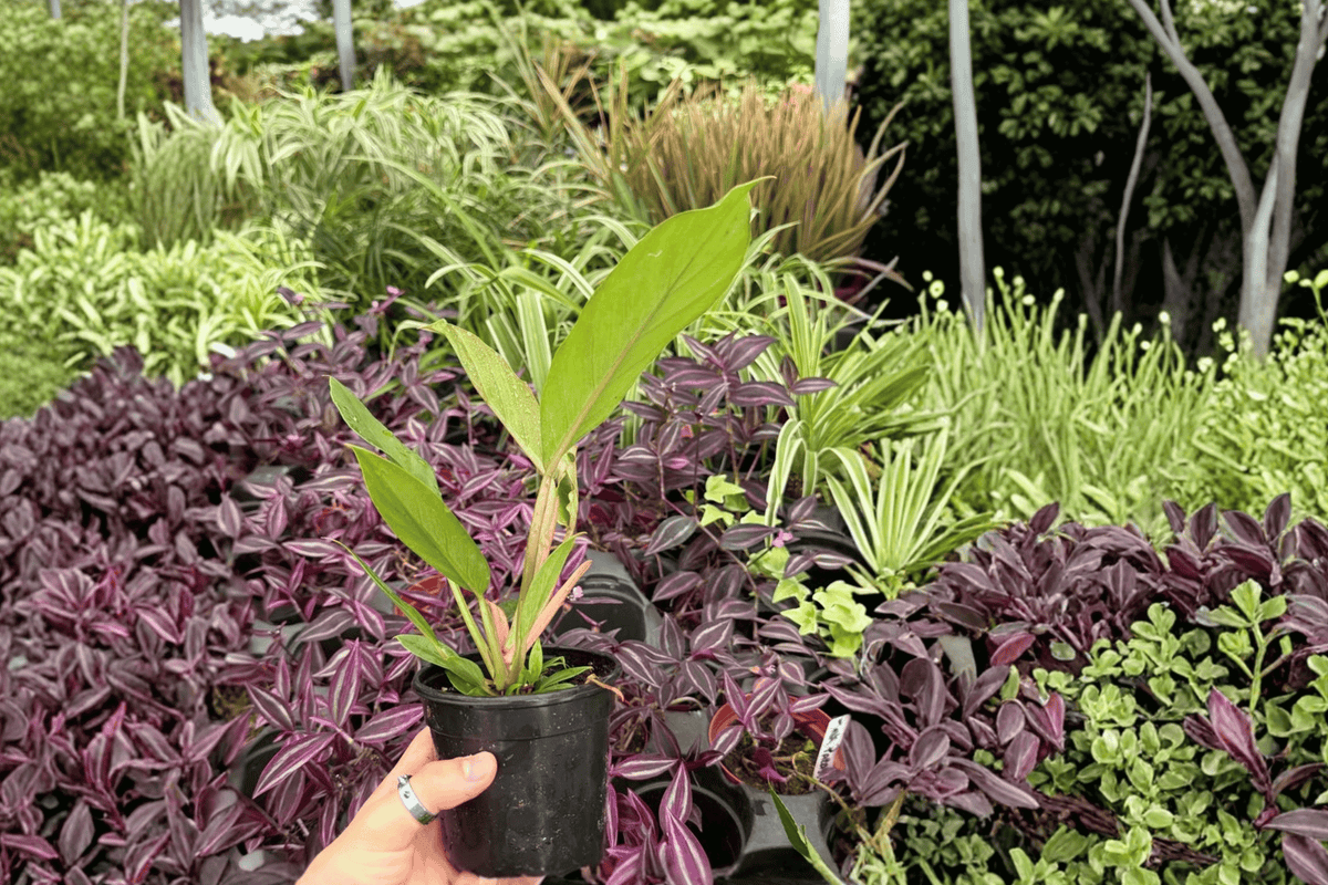 Philodendron Pluto “Choco Empress” - 2 Bare Root 4-Inch Live Plants