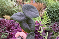Alocasia Maharani Live Plant in 4-Inch Pot | Exact Plant
