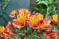Princess Diana Princess Lily (Alstroemeria) 1 Gallon Live Plant