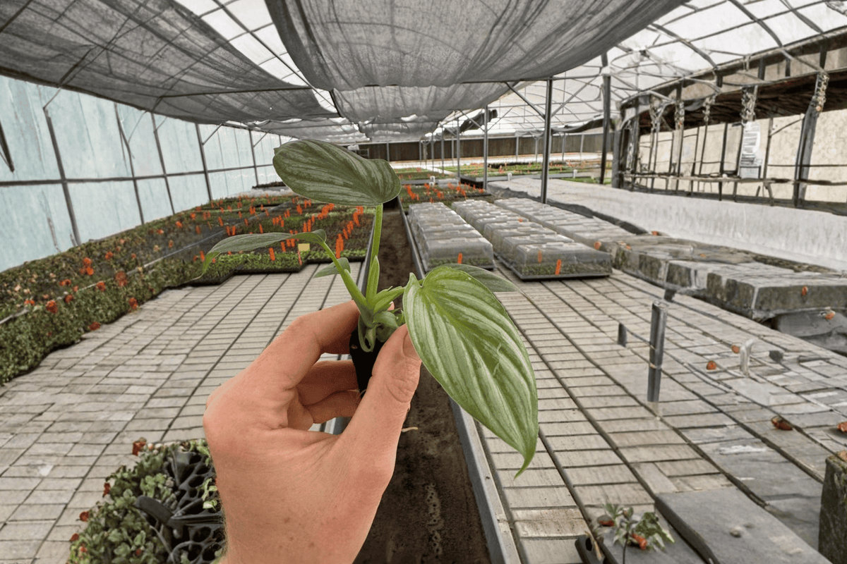 Philodendron pastazanum 'Silver Cloud' Starter Plants (2) | 2-Inch Pots