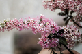 Miss Canada Lilac - Syringa × prestoniae ‘Miss Canada’ | 2 Gallon Live Shrub