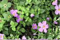 Scopia Gulliver Blue Bacopa (Sutera cordata) - 4-Inch Live Plant