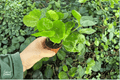 Arabica Coffee 2 Live Starter Plants – Coffea arabica (2-inch pots)