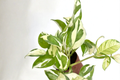 Pothos Plant Bundle - Variegated Epipremnum Cuttings Live Indoor Ivy Vine