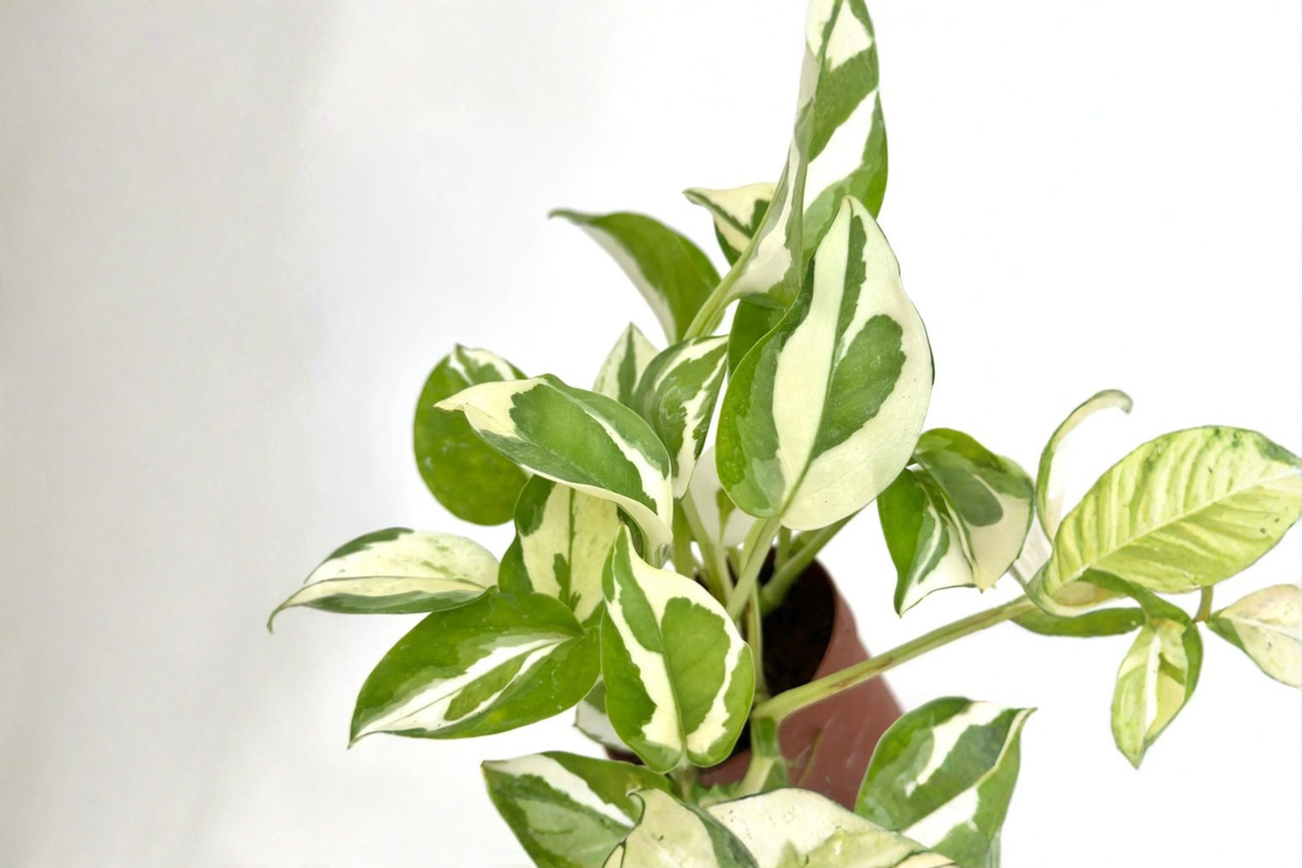 Pothos Plant Bundle - Variegated Epipremnum Cuttings Live Indoor Ivy Vine