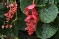 Medinilla magnifica Royal Intenz Starter Plant | Well-Rooted Live Cutting in Pot