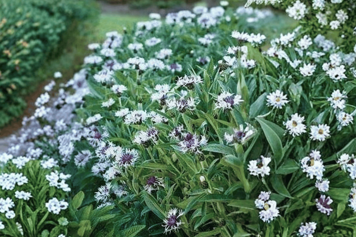 Amethyst in Snow Cornflower (Centaurea montana) - 4-Inch Pot Live Plant
