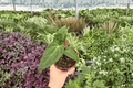 Anthurium FS x Ferrari Live Plants - 2 Exact Plants in 4” Pot (Unclear Shipping Status)