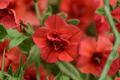Calibrachoa MiniFamous Uno Double Orange Million Bells - 4-Inch Pot, 1 Live Plant