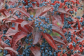 Smooth Viburnum Viburnum nudum 1 Gallon Live Plant – Native Shrub with Seasonal Berries