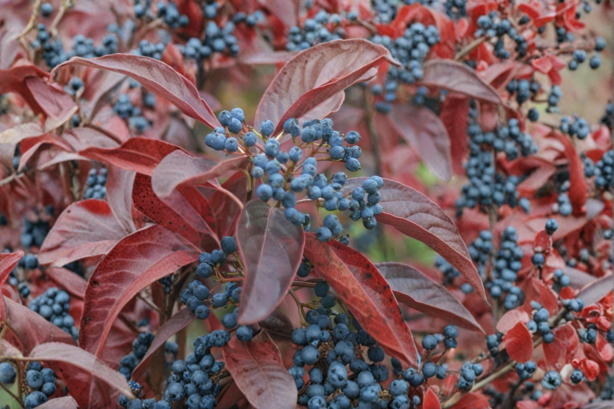 Smooth Viburnum Viburnum nudum 1 Gallon Live Plant – Native Shrub with Seasonal Berries