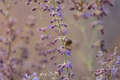 Perovskia atriplicifolia 'Prime Time' Russian Sage Live Starter Plants – 3 in 1 Qt Pots