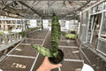 Sansevieria zeylanica (Dracaena trifasciata) - 2 Bare Root Live Plants, 4-Inch Pot Size (No Pots)