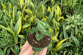 Asarum splendens ‘Quicksilver’ Starter Plants — 2 Live 2-Inch Pots
