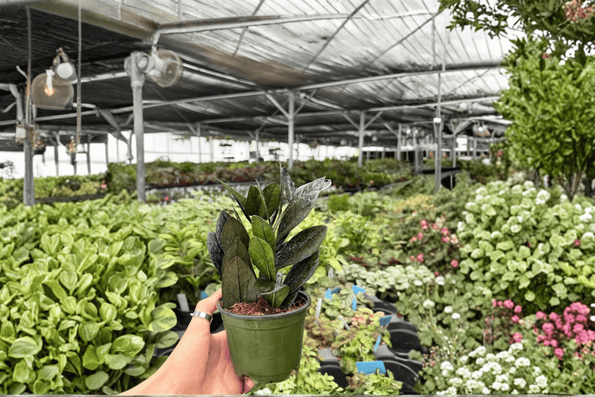ZZ Black Queen ZZ Plant - 2 Exact Live Plants in 4-Inch Pots (Zamioculcas zamiifolia)