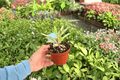 Variegated Crown of Thorns (Euphorbia milii) - 2 Live Plants, 4-Inch Pots