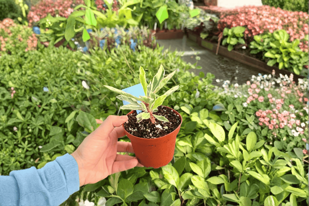 Variegated Crown of Thorns (Euphorbia milii) - 2 Live Plants, 4-Inch Pots
